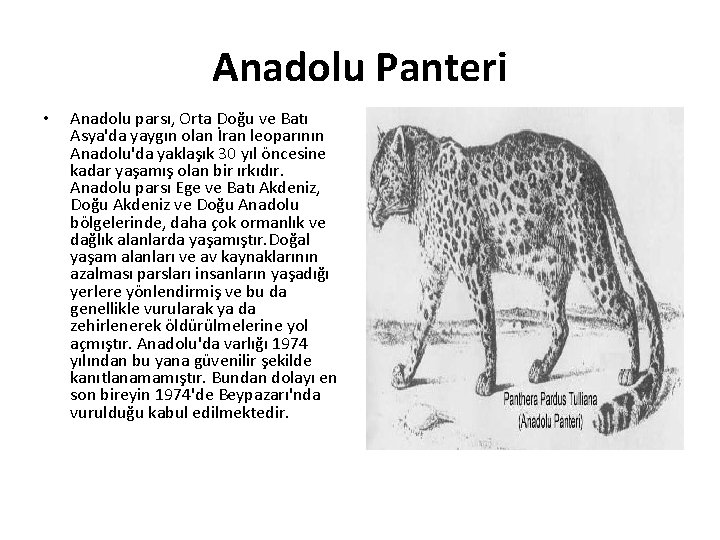 Anadolu Panteri • Anadolu parsı, Orta Doğu ve Batı Asya'da yaygın olan İran leoparının