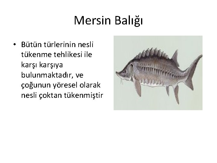 Mersin Balığı • Bütün türlerinin nesli tükenme tehlikesi ile karşıya bulunmaktadır, ve çoğunun yöresel