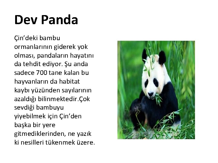 Dev Panda Çin’deki bambu ormanlarının giderek yok olması, pandaların hayatını da tehdit ediyor. Şu