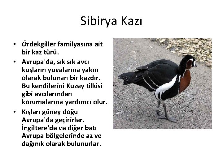Sibirya Kazı • Ördekgiller familyasına ait bir kaz türü. • Avrupa'da, sık avcı kuşların