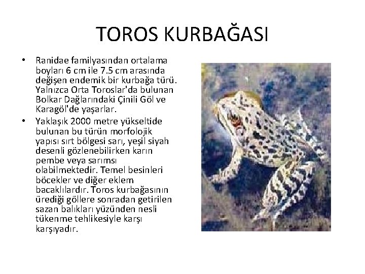 TOROS KURBAĞASI • Ranidae familyasından ortalama boyları 6 cm ile 7. 5 cm arasında