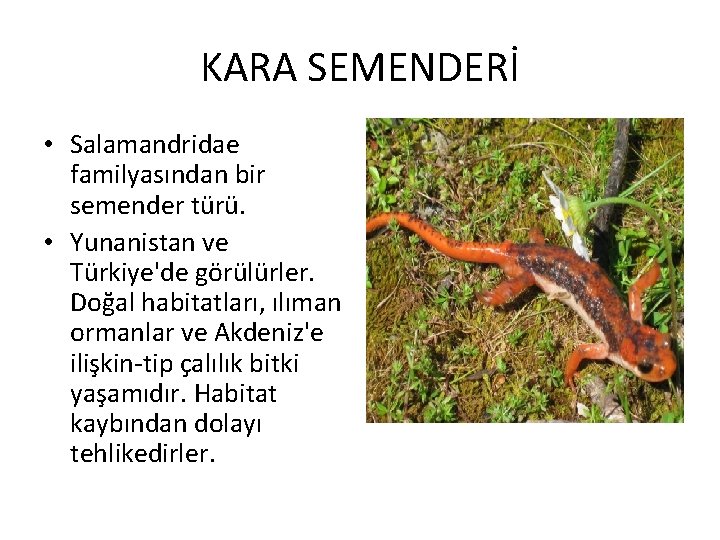 KARA SEMENDERİ • Salamandridae familyasından bir semender türü. • Yunanistan ve Türkiye'de görülürler. Doğal