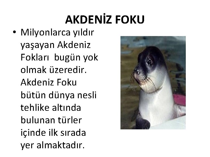 AKDENİZ FOKU • Milyonlarca yıldır yaşayan Akdeniz Fokları bugün yok olmak üzeredir. Akdeniz Foku