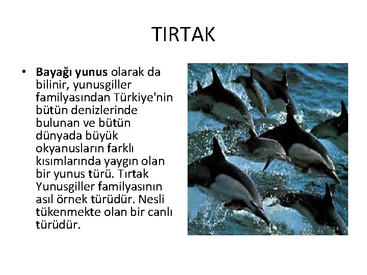 TIRTAK • Bayağı yunus olarak da bilinir, yunusgiller familyasından Türkiye'nin bütün denizlerinde bulunan ve