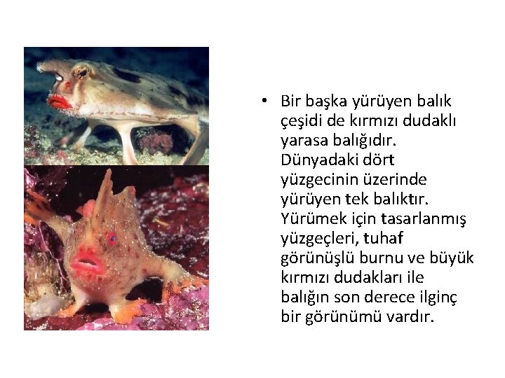  • Bir başka yürüyen balık çeşidi de kırmızı dudaklı yarasa balığıdır. Dünyadaki dört