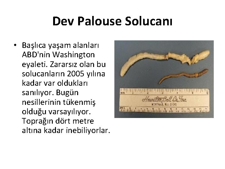 Dev Palouse Solucanı • Başlıca yaşam alanları ABD'nin Washington eyaleti. Zararsız olan bu solucanların