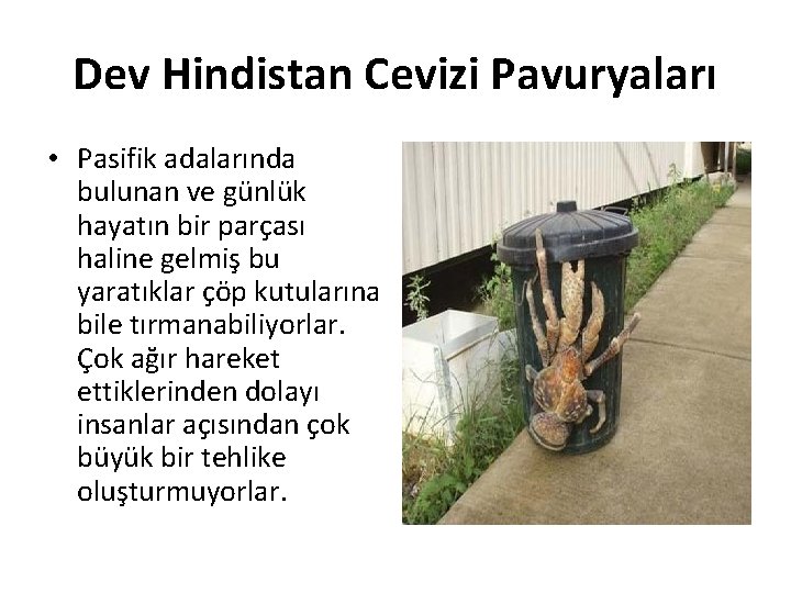 Dev Hindistan Cevizi Pavuryaları • Pasifik adalarında bulunan ve günlük hayatın bir parçası haline