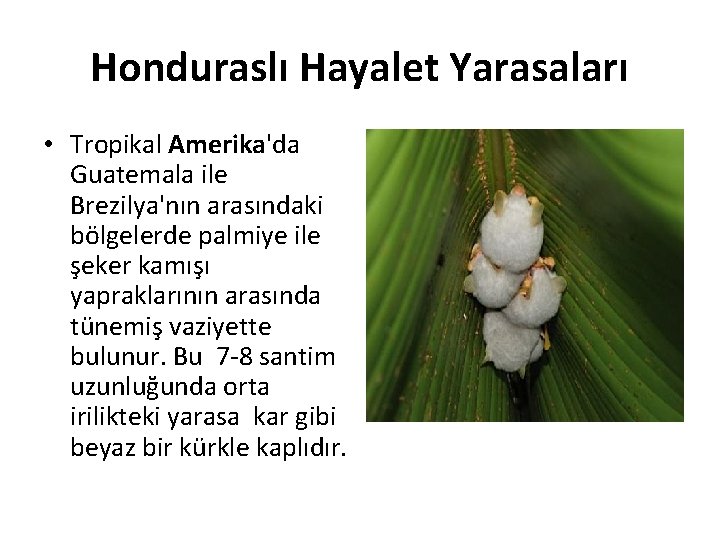 Honduraslı Hayalet Yarasaları • Tropikal Amerika'da Guatemala ile Brezilya'nın arasındaki bölgelerde palmiye ile şeker