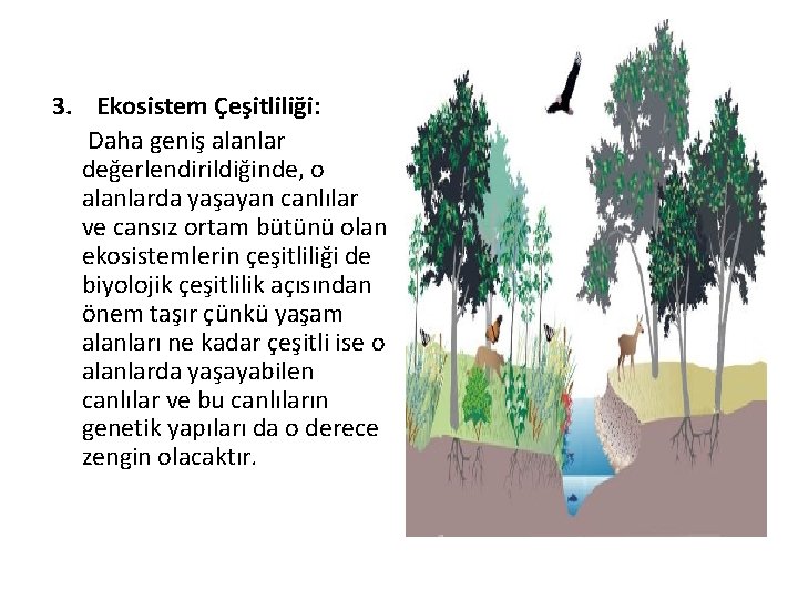 3. Ekosistem Çeşitliliği: Daha geniş alanlar değerlendirildiğinde, o alanlarda yaşayan canlılar ve cansız ortam