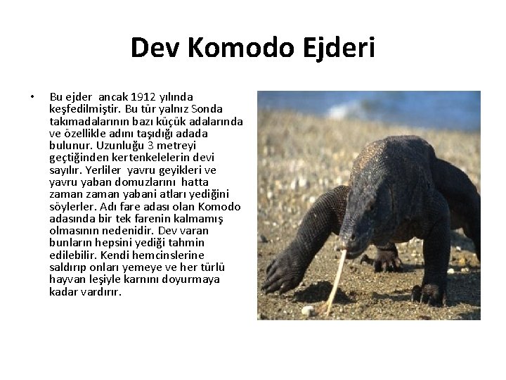 Dev Komodo Ejderi • Bu ejder ancak 1912 yılında keşfedilmiştir. Bu tür yalnız Sonda
