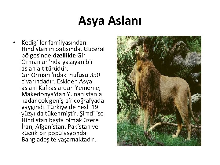 Asya Aslanı • Kedigiller familyasından Hindistan'ın batısında, Gucerat bölgesinde, özellikle Gir Ormanları'nda yaşayan bir