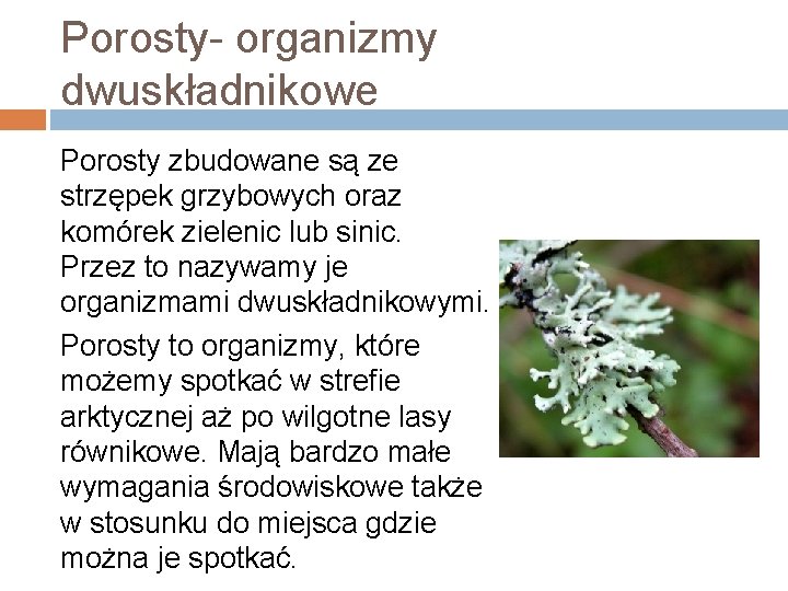 Porosty- organizmy dwuskładnikowe Porosty zbudowane są ze strzępek grzybowych oraz komórek zielenic lub sinic.