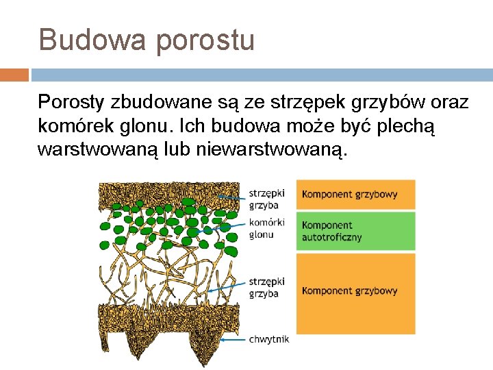 Budowa porostu Porosty zbudowane są ze strzępek grzybów oraz komórek glonu. Ich budowa może