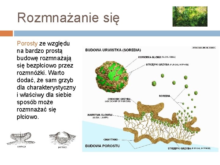 Rozmnażanie się Porosty ze względu na bardzo prostą budowę rozmnażają się bezpłciowo przez rozmnóżki.