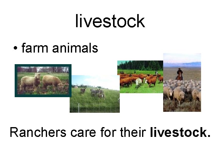 livestock • farm animals Ranchers care for their livestock. 
