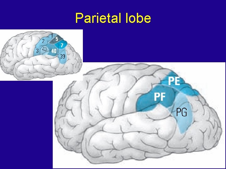 Parietal lobe 