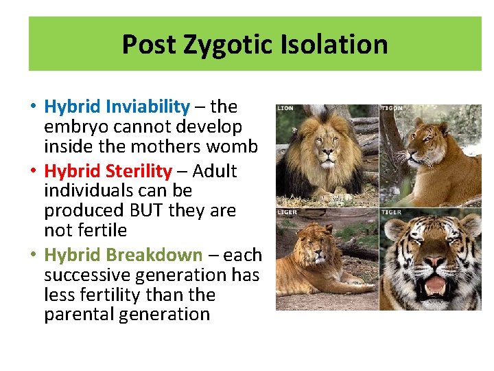 Post Zygotic Isolation • Hybrid Inviability – the embryo cannot develop inside the mothers