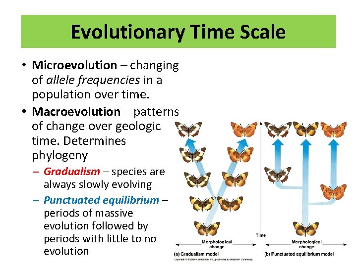 Evolutionary Time Scale • Microevolution – changing of allele frequencies in a population over