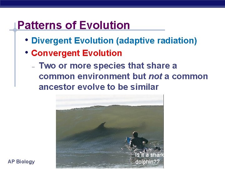 Patterns of Evolution • Divergent Evolution (adaptive radiation) • Convergent Evolution – AP Biology