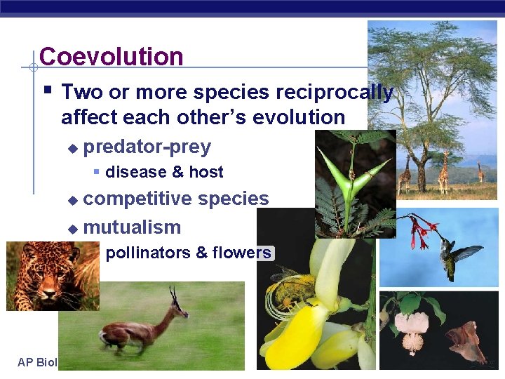 Coevolution § Two or more species reciprocally affect each other’s evolution u predator-prey §