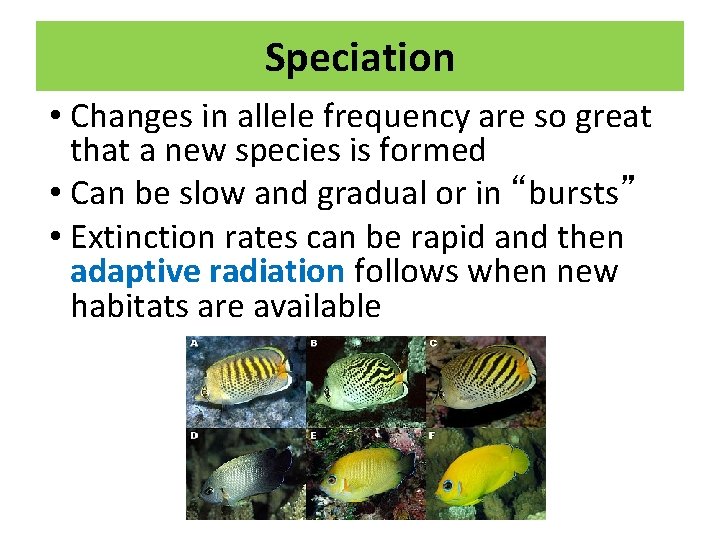 Speciation • Changes in allele frequency are so great that a new species is