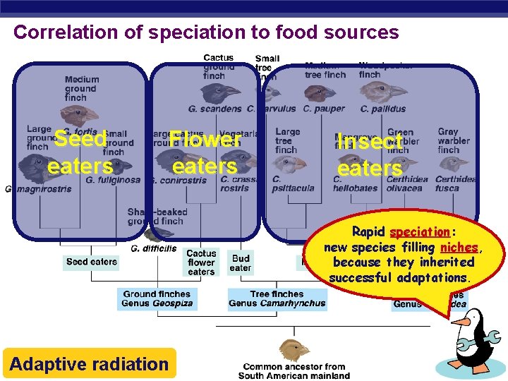 Correlation of speciation to food sources Seed eaters Flower eaters Insect eaters Rapid speciation: