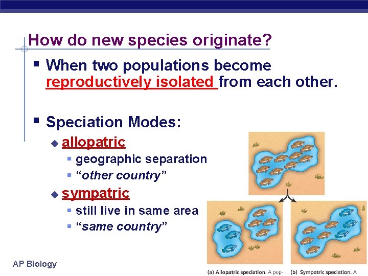 How do new species originate? § When two populations become reproductively isolated from each
