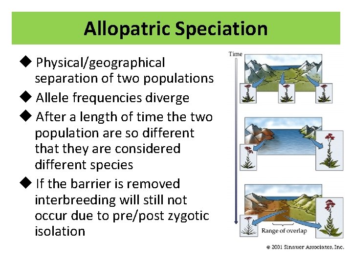 Allopatric Speciation u Physical/geographical separation of two populations u Allele frequencies diverge u After