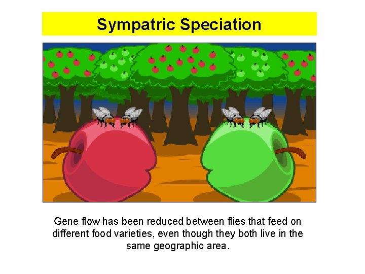 Sympatric Speciation Gene flow has been reduced between flies that feed on different food