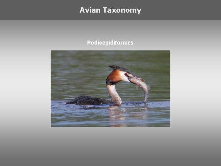 Avian Taxonomy Podicepidiformes 