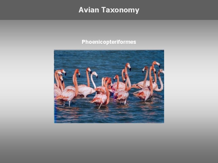 Avian Taxonomy Phoenicopteriformes 