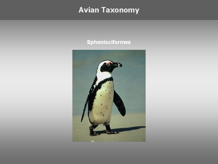 Avian Taxonomy Sphenisciformes 