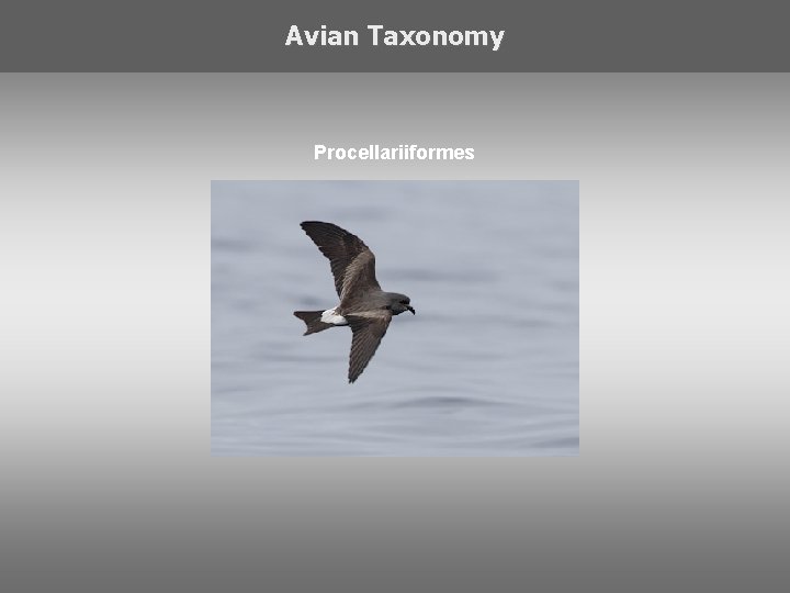 Avian Taxonomy Procellariiformes 