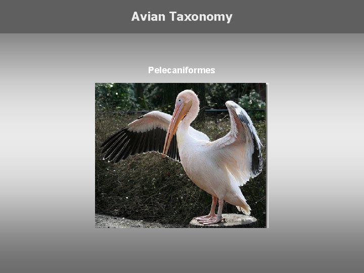Avian Taxonomy Pelecaniformes 