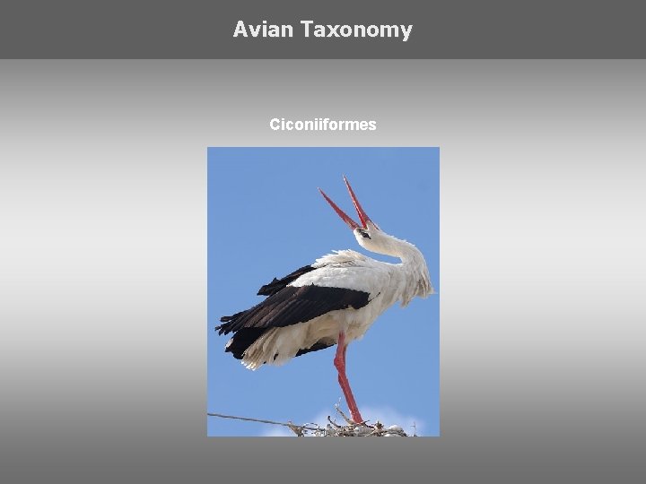 Avian Taxonomy Ciconiiformes 