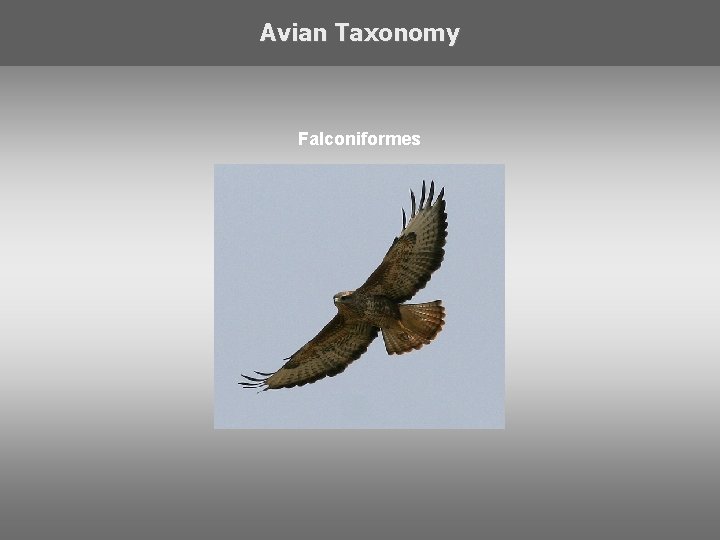 Avian Taxonomy Falconiformes 