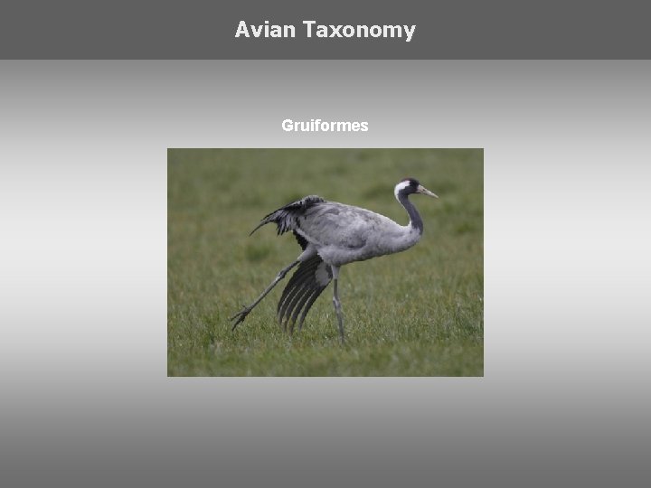 Avian Taxonomy Gruiformes 