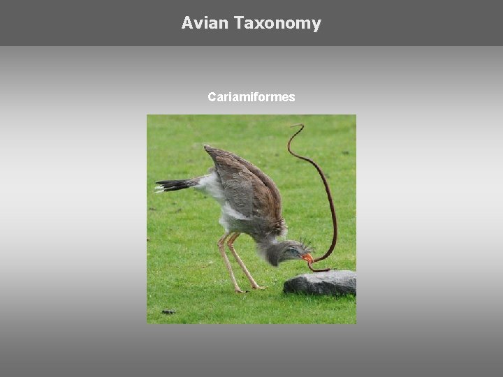 Avian Taxonomy Cariamiformes 