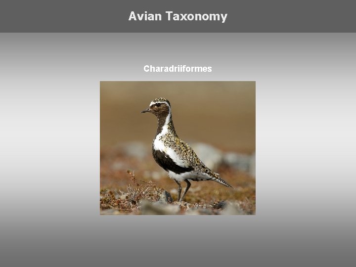 Avian Taxonomy Charadriiformes 