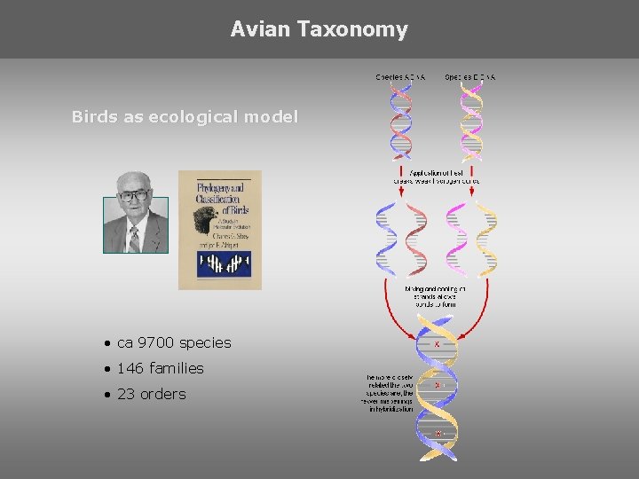 Avian Taxonomy Birds as ecological model • ca 9700 species • 146 families •