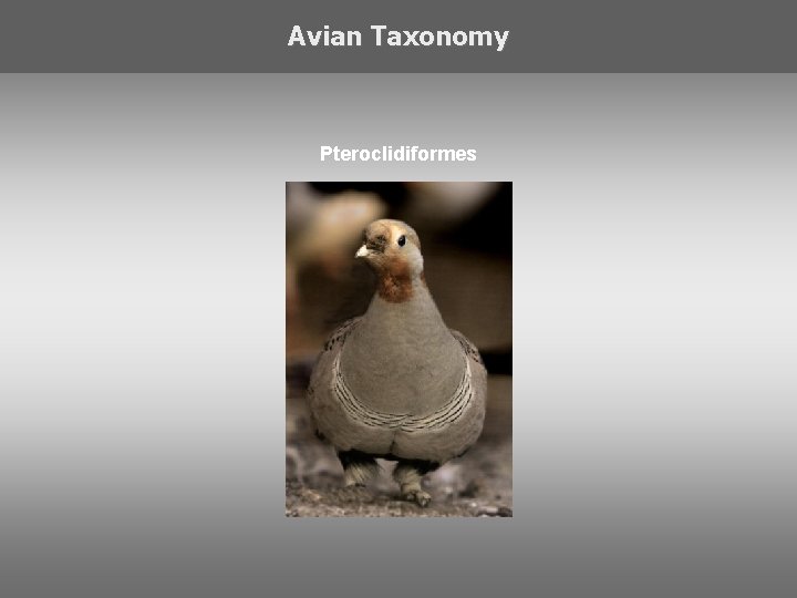 Avian Taxonomy Pteroclidiformes 