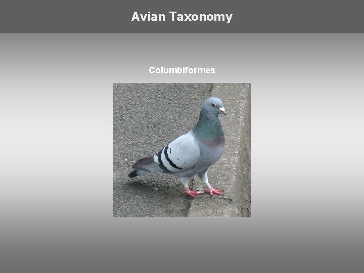 Avian Taxonomy Columbiformes 