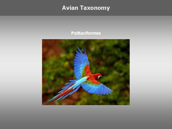 Avian Taxonomy Psittaciformes 