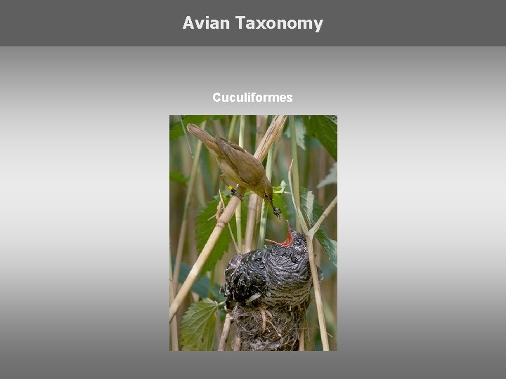 Avian Taxonomy Cuculiformes 