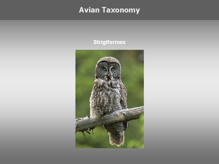 Avian Taxonomy Strigiformes 