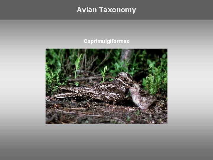 Avian Taxonomy Caprimulgiformes 