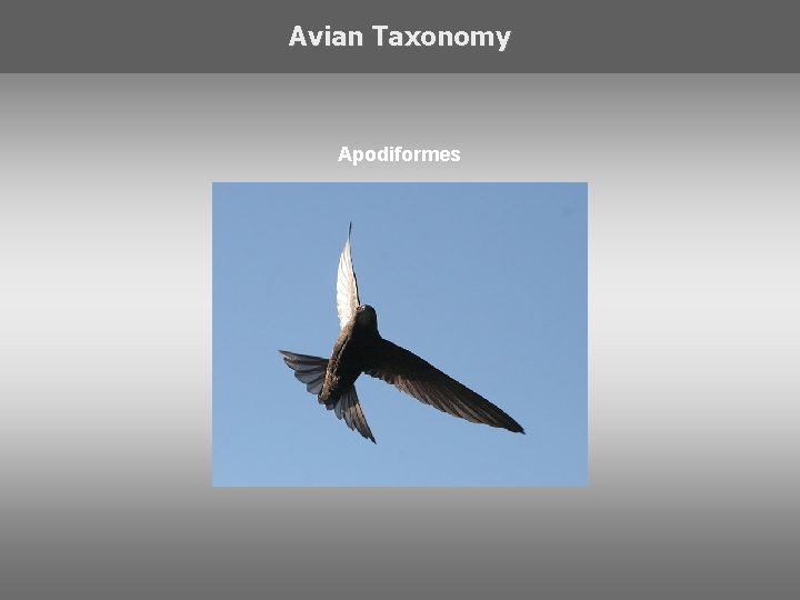 Avian Taxonomy Apodiformes 