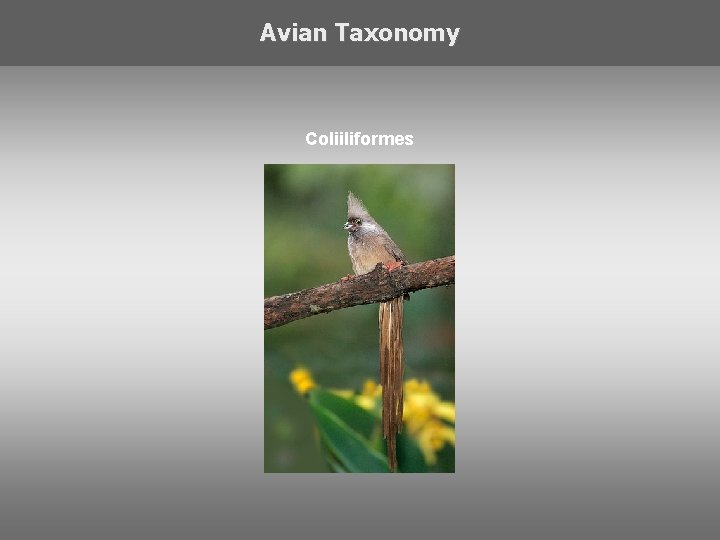 Avian Taxonomy Coliiliformes 