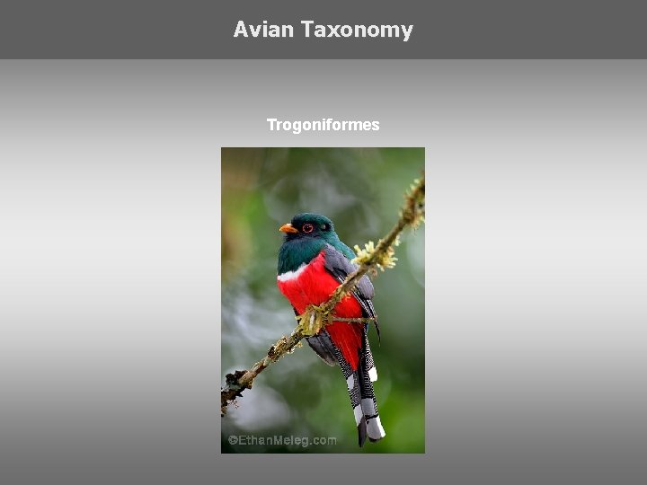 Avian Taxonomy Trogoniformes 