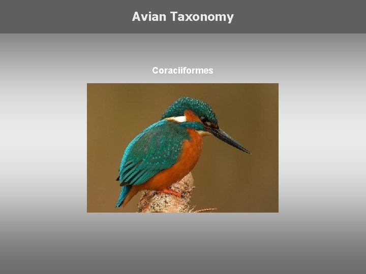 Avian Taxonomy Coraciiformes 